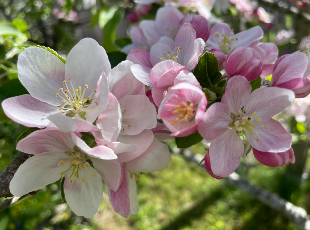 Zarte rosa-weiße Apfelblüten im Sonnenlicht – Symbol für Einfach Sein, Natürlichkeit und die Schönheit des gegenwärtigen Augenblicks.