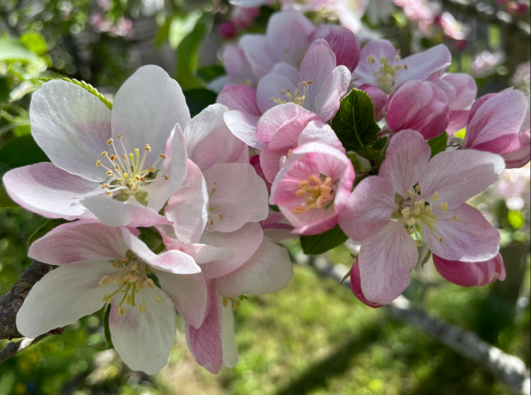 Zarte rosa-weiße Apfelblüten im Sonnenlicht – Symbol für Einfach Sein, Natürlichkeit und die Schönheit des gegenwärtigen Augenblicks.