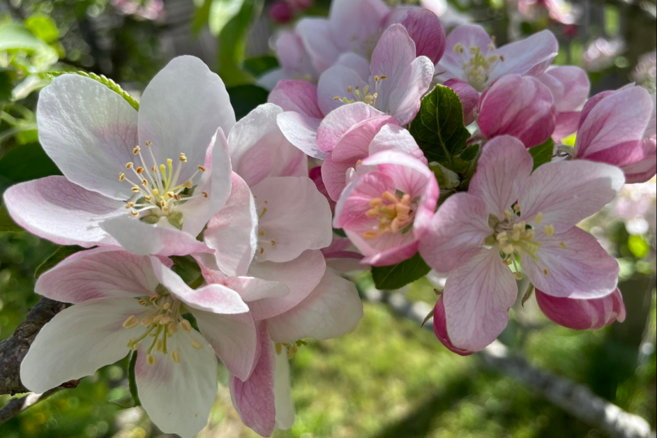 Zarte rosa-weiße Apfelblüten im Sonnenlicht – Symbol für Einfach Sein, Natürlichkeit und die Schönheit des gegenwärtigen Augenblicks.